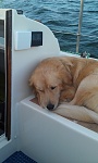 One of our two four legged mascots taking a nap on board.