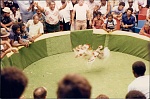 Cock Fight St Maarten (2)