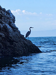 Great Blue Heron at "The Grotto."