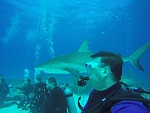 shark dive 2