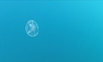 Jellyfish at Sombrero Reef , Fl Keys. There were so many I made a short video and posted it to my YouTube channel if you'd like to check it out...