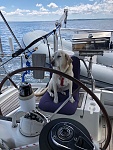 Our yellow lab, Daisy, taking the helm