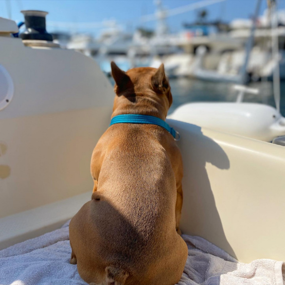 First mate, Walter the French bulldog! (Disclaimer: We just sailed around the harbor this day. Doggy life vest should be arriving in the mail any day now!)