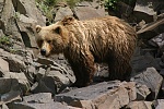 Too close - in Geographic Harbor, Katmai Peninsula, Alaska