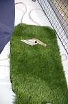 The perfect doggy pee mat :)