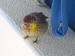 warbler on cockpit combing