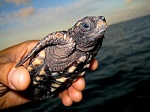 A baby Sea Turtle we set free