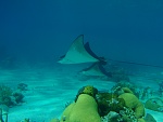 Eagle Rays Warderick Wells