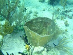 Coral cup