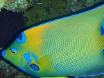 Angel Fish