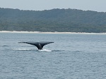 Humbacks abeam in Hervey Bay (Fraser Island), Queensland, Australia - one of the best places to get amongst these magnificent creatures.