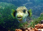One of my fish buddies I found while on a snorkeling and sailing tour. This turnkey business is FOR SALE!...