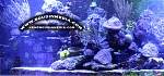 aquarium blue transparent
