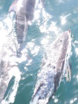 Dolphins bow riding while underway.