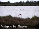Port Napoleon flamingos.