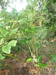 Kava plant ... the roots are used for the kava-drink ...