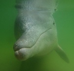 Hand feeding an Indo Pacific Humpback Dolphin in Tin Can Bay, Queensland, Australia