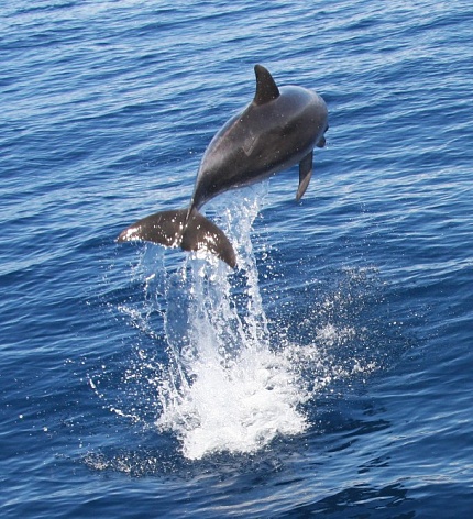 Dolphin near Byron Bay, NSW, Australia