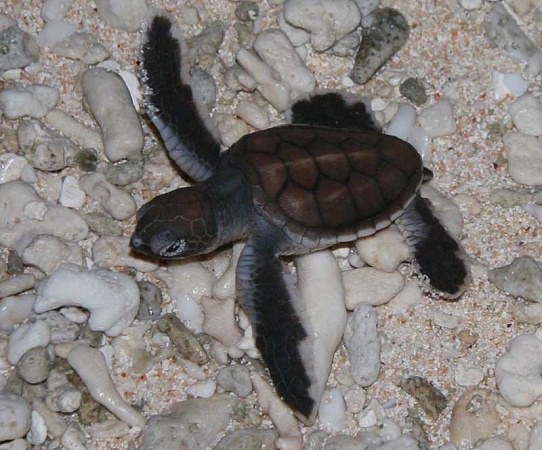 Baby turtle, Great Barrier Reef